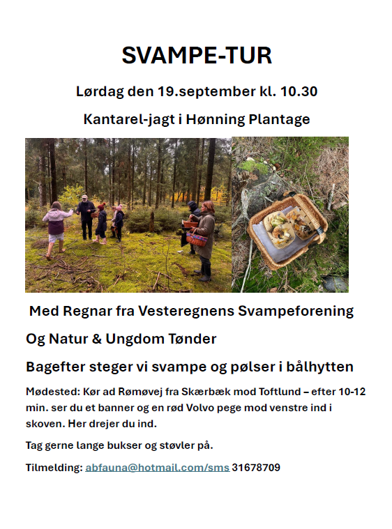Svampetur.jpeg