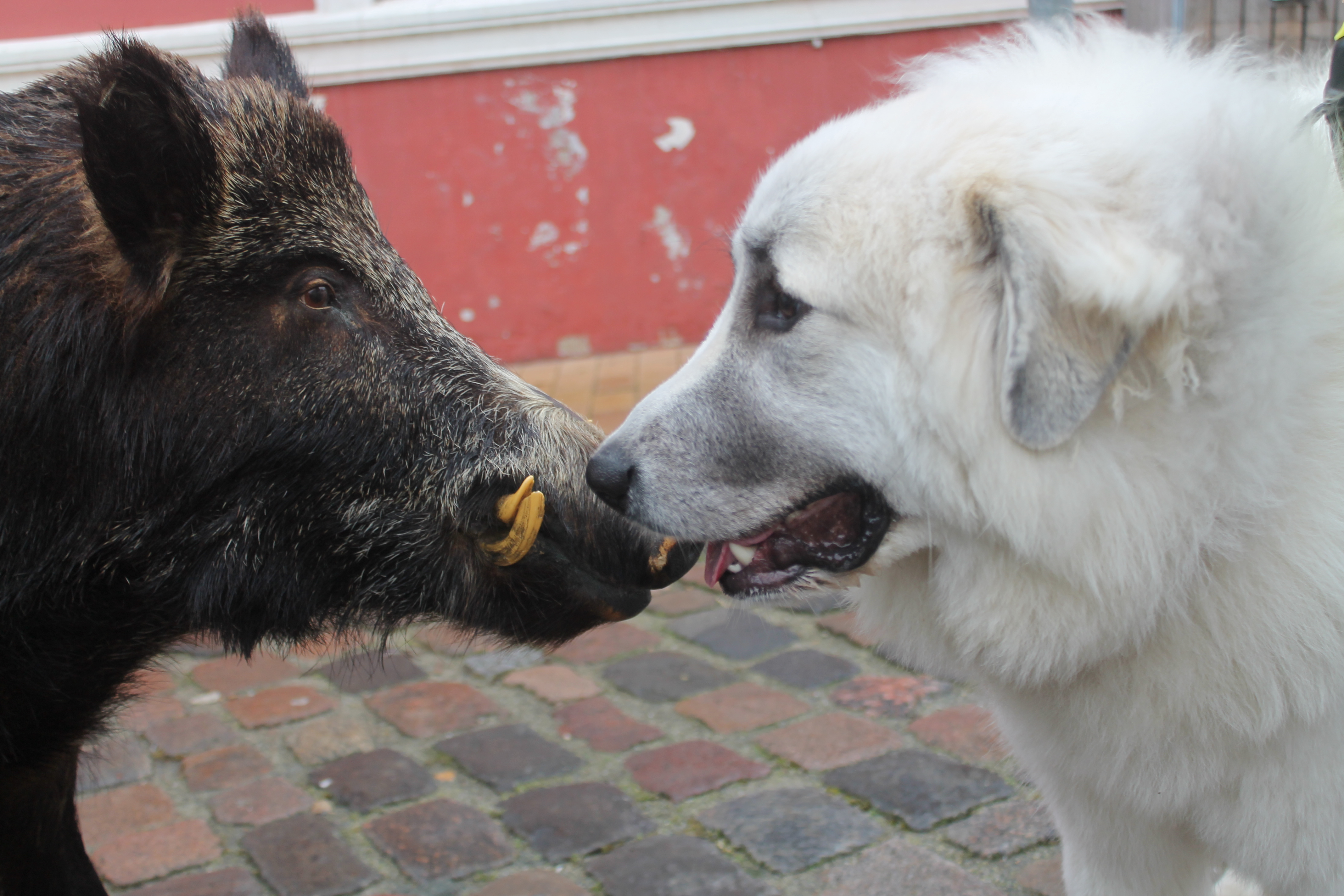tonder klap et rovdyr1